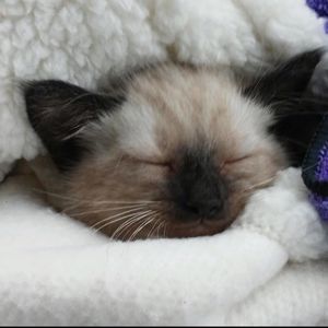 Meet your Posher, Tom